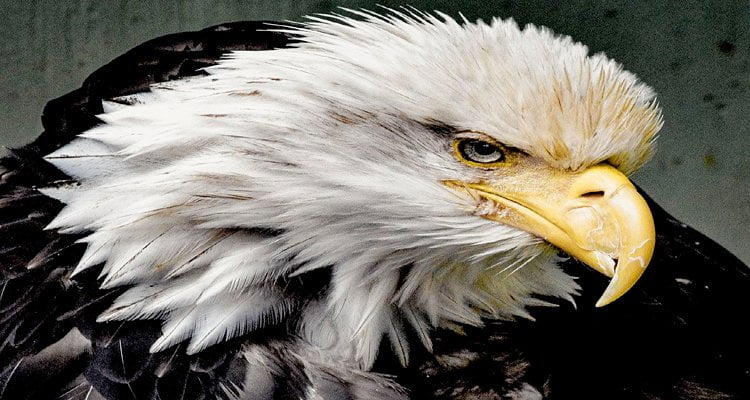 A History of the Bald Eagle for the United States Coat of Arms and Money