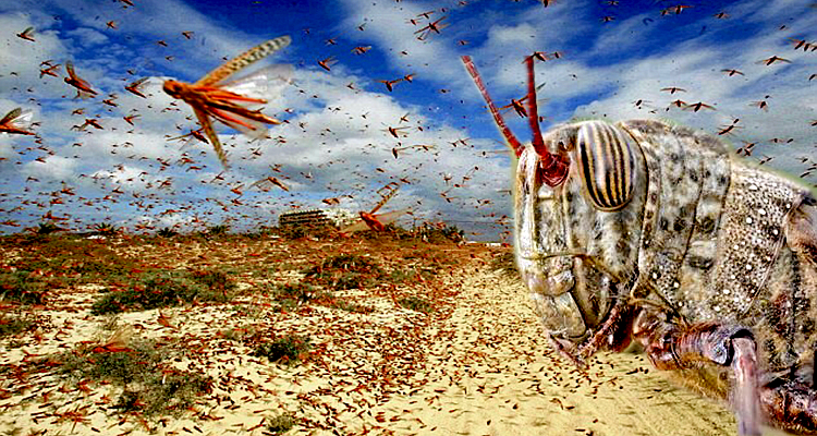 A Plague of Desert Locust at the Doorstep of a Coronavirus Pandemic
